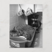 Katze in Geschirrspüler Postkarte (Vorderseite)