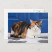 Katze in Griechenland Postkarte (Vorne/Hinten)