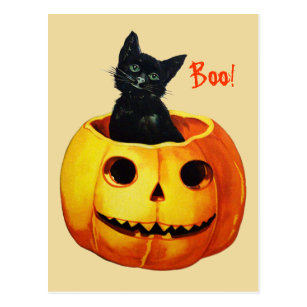 Katzen Postkarten Zazzle De