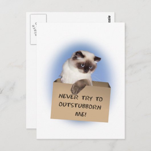 Katze in Schachtel Postkarte (Vorne/Hinten)