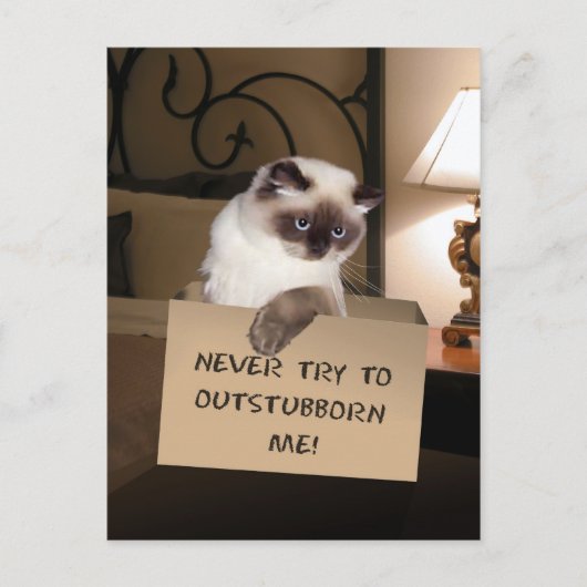 Katze in Schachtel Postkarte (Vorderseite)