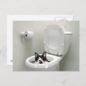 Katze in Toilettenschüssel Postkarte (Vorne/Hinten)