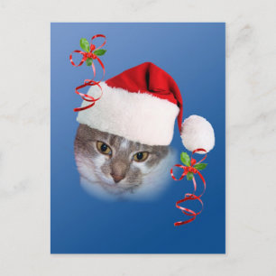 Katze in Weihnachtsmannmütze Postkarte