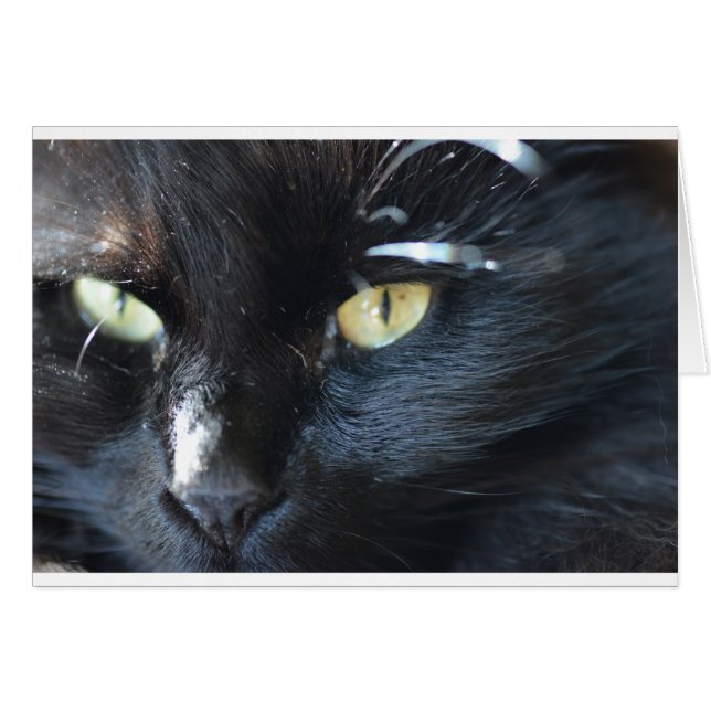 Katze ist dein Auge (Vorderseite (Horizontal))