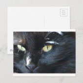 Katze ist dein Auge Postkarte (Vorne/Hinten)