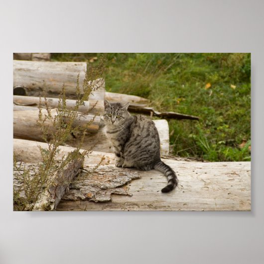 Katze ist gewartet - Poster (Vorne)