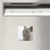 Katze ist niedlich magnet (In Situ (Geschirrspüler))