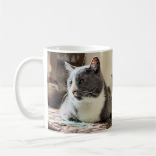 Katze Kaffeetasse