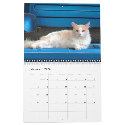 Katze Kalender (Feb 2026)