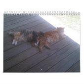 Katze Kalender (Titelbild)