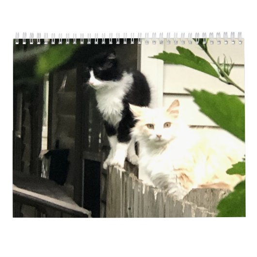 Katze Kalender (Rückseite)