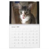 Katze Kalender (Jan 2027)