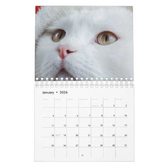 Katze Kalender (Jan 2026)