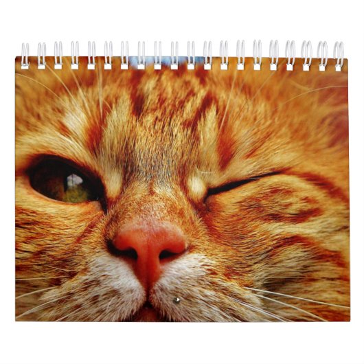 Katze Kalender (Titelbild)