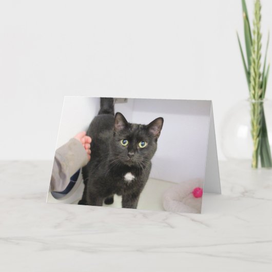 Katze Karte (Vorderseite)