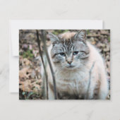 Katze Karte (Vorderseite)