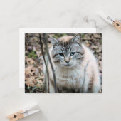 Katze Karte (Vorderseite/Rückseite Beispiel)