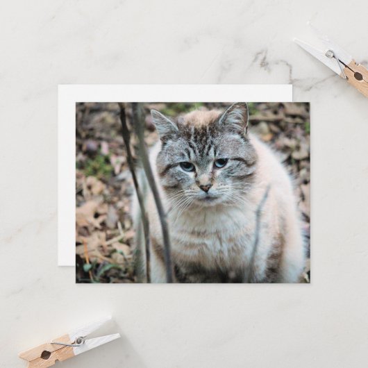 Katze Karte (Vorderseite/Rückseite Beispiel)