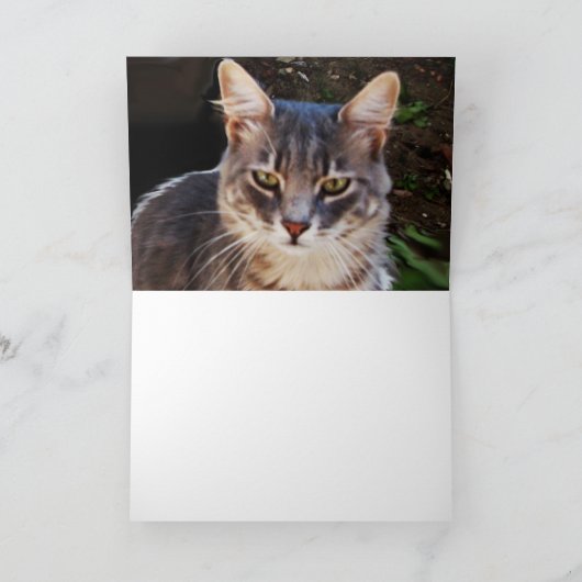 KATZE KARTE (Innenseite)
