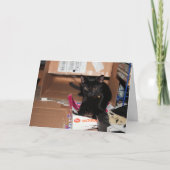 Katze Karte (Vorderseite)