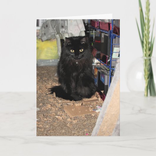 Katze Karte (Vorderseite)