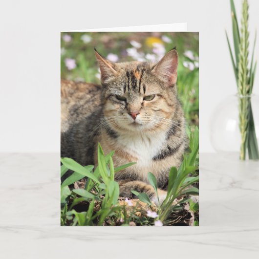 Katze Karte (Vorderseite)