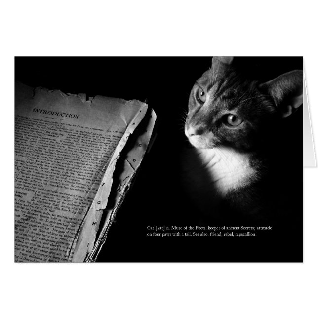 Katze [Kat] (Vorderseite (Horizontal))