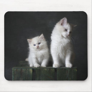 Katze, Kätzchen, Katze Mousepad
