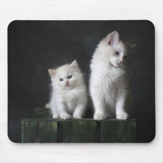 Katze, Kätzchen, Katze Mousepad (Vorne)