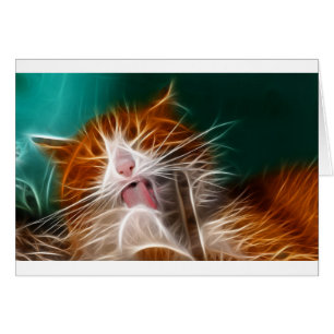 Katze Kätzchen süße niedliche Katze Schnurren Miau