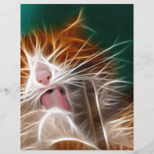 Katze Kätzchen süße niedliche Katze Schnurren Miau