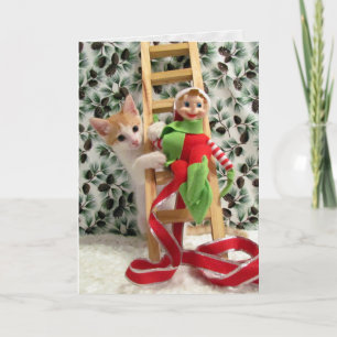 Katze, Kätzchen, Weihnachten, Rettung, Foto Feiertagskarte