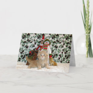 Katze, Kätzchen, Weihnachten, Rettung, Foto Feiertagskarte