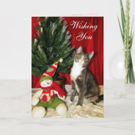Katze, Kätzchen, Weihnachten, Rettung, Foto Feiertagskarte