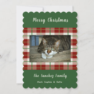 Katze Katze Hund Weihnachten Urlaub Weihnachten Wo