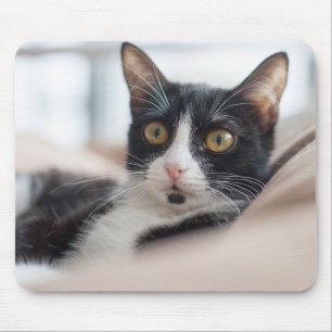 Katze, Katze, Katze Mousepad