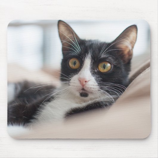 Katze, Katze, Katze Mousepad (Vorne)