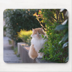 Katze, Katze, Katze, Mousepad