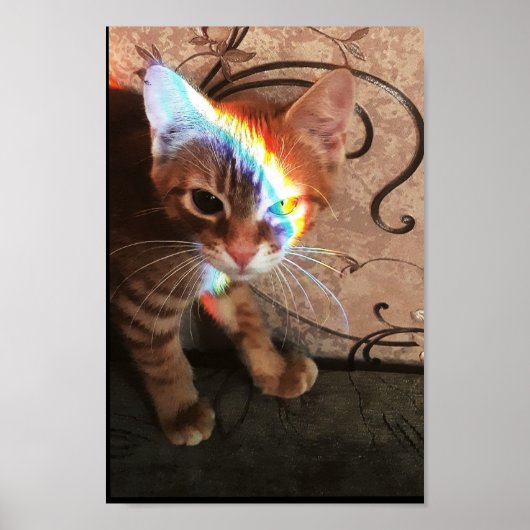 Katze, Katze, lustig, niedlich, kitty, kitten, sch Poster (Vorne)