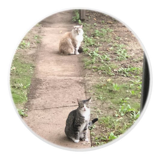 Katze Keramikknauf (Vorderseite)