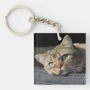 Katze, Kitten, Britische Kurzhaar Schlüsselanhänger