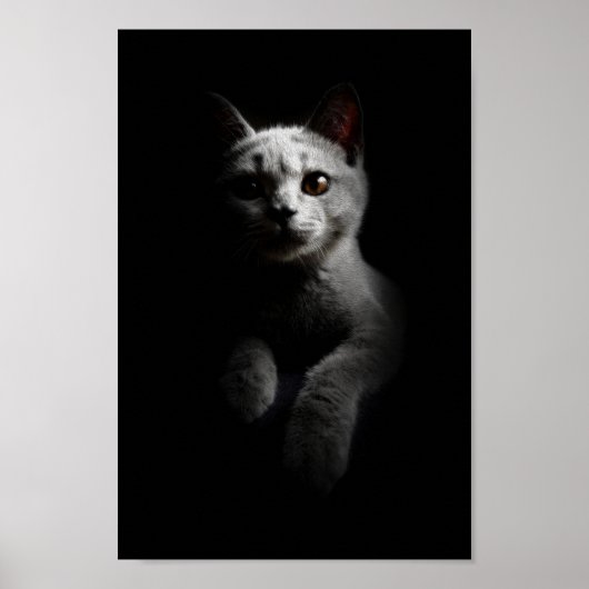 Katze/Kitten/Kitty Portrait Poster (Vorne)