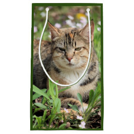 Katze Kleine Geschenktüte