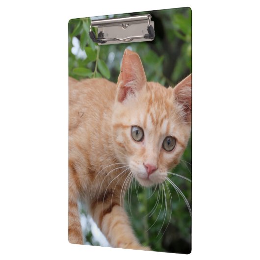 Katze Klemmbrett (Links)