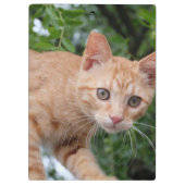 Katze Klemmbrett (Rückseite)
