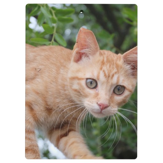 Katze Klemmbrett (Rückseite)