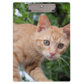 Katze Klemmbrett (Vorderseite)
