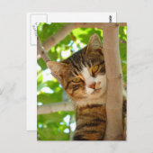 Katze Klettern am Baum Postkarte (Vorne/Hinten)
