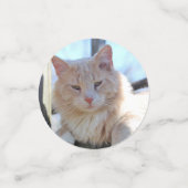 Katze Konfetti (Klein Vorderseite)