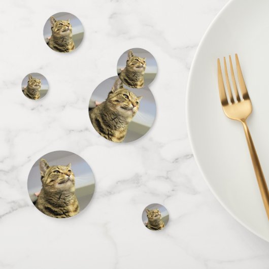Katze Konfetti (Gruppe)